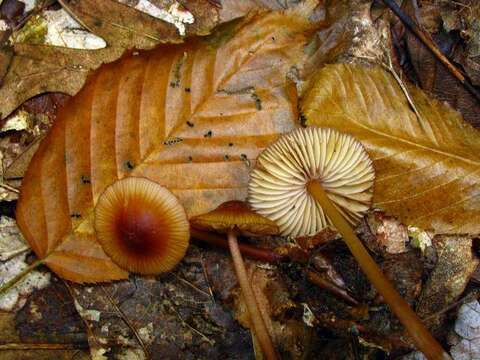 Image of Mycena atkinsoniana A. H. Sm. 1947