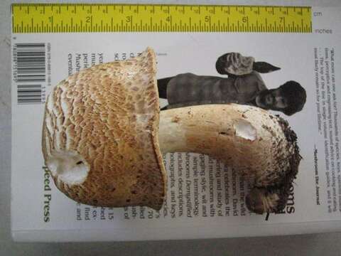 Image of Agaricus augustus Fr. 1838