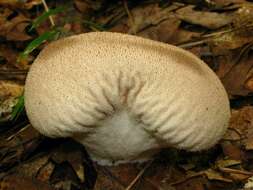 Imagem de Lycoperdon