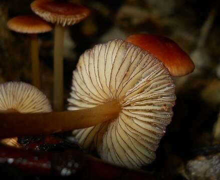 Image of Mycena atkinsoniana A. H. Sm. 1947