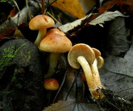 Image of Hypholoma