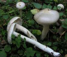 Image of Hygrophorus