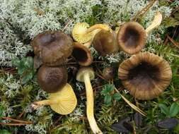 Plancia ëd Hygrophorus