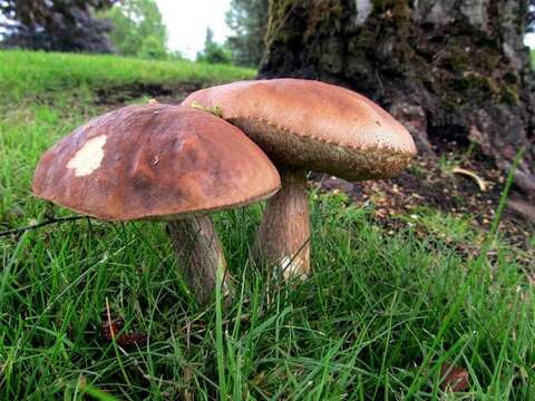 Image of Leccinum