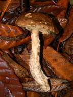 Image of Leccinum