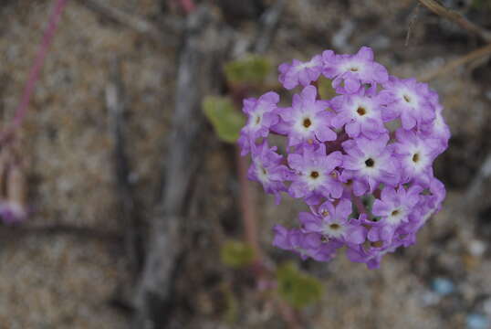 Image of pink sand verbena