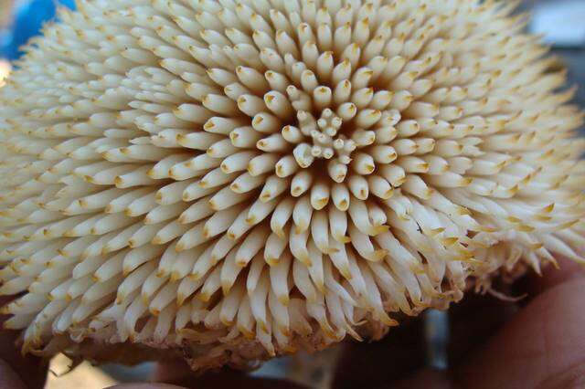 Image of tooth fungi