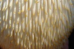 Image of tooth fungi