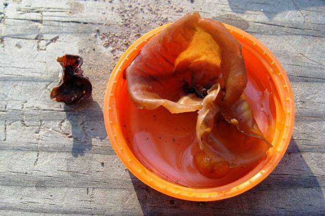 Image of <i>Auricularia angiospermarum</i>