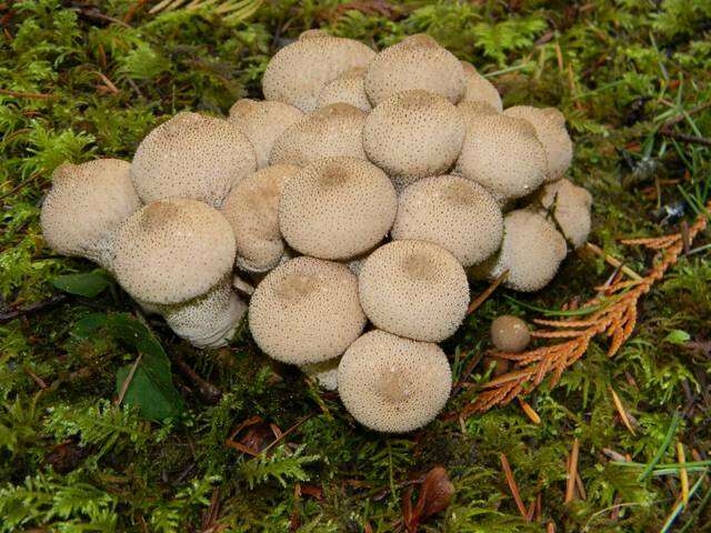 Imagem de Lycoperdon