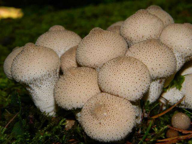 Imagem de Lycoperdon