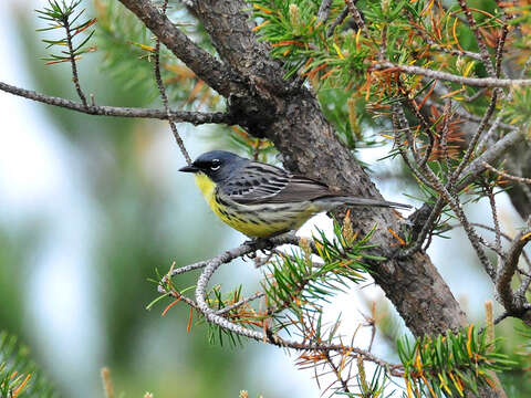 Image of Kirtland's Warbler