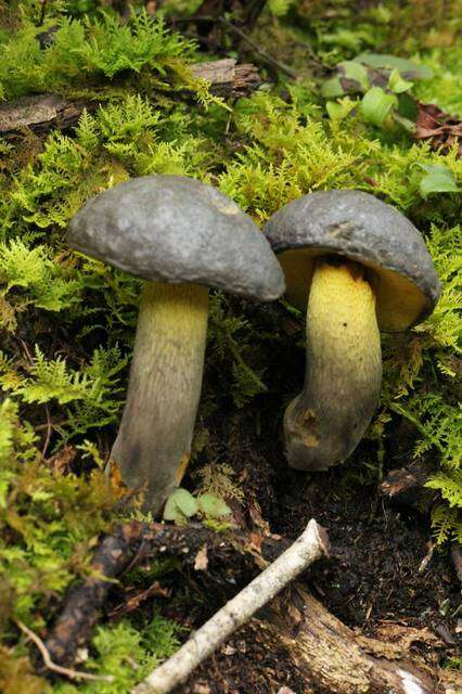 Image of Retiboletus