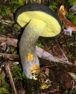 Image of Retiboletus