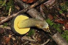 Image of Retiboletus