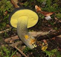 Image of Retiboletus