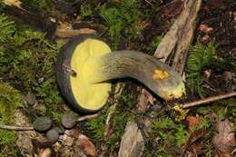 Image of Retiboletus