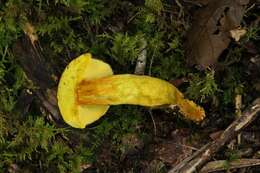 Image of Retiboletus