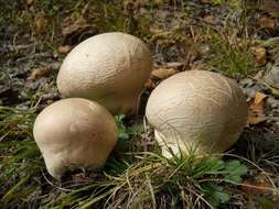 Image of Calvatia