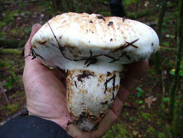 Image of White Matsutake