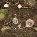 Imagem de Psathyrella orbitarum (Romagn.) M. M. Moser 1967