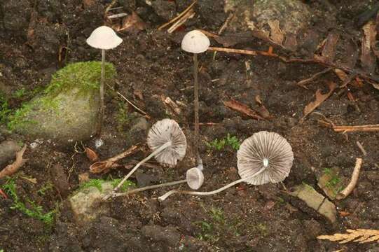 Imagem de Psathyrella orbitarum (Romagn.) M. M. Moser 1967