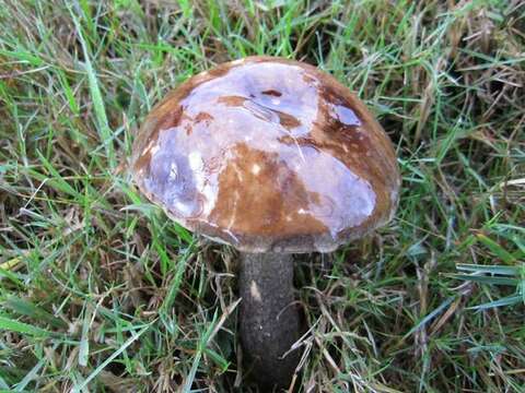 Image of Leccinum