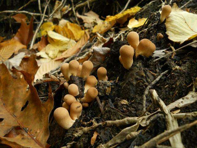 Image of Lycoperdon