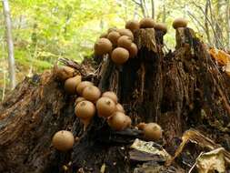 Image of Lycoperdon