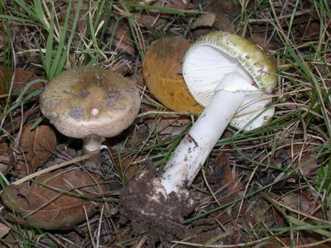 Image of Amanita