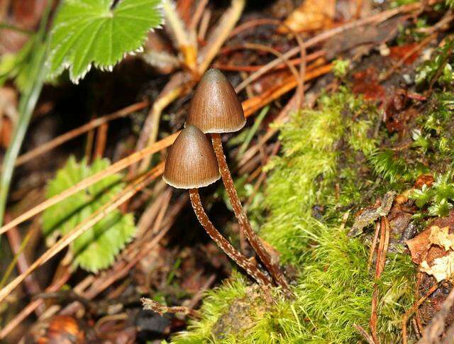 Image of Psilocybe fagicola R. Heim & Cailleux 1959