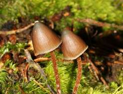 Image of Psilocybe fagicola R. Heim & Cailleux 1959