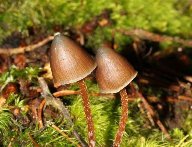 Image of Psilocybe fagicola R. Heim & Cailleux 1959