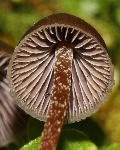 Image of Psilocybe fagicola R. Heim & Cailleux 1959