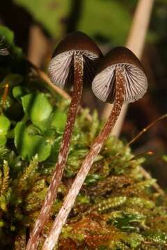 Image of Psilocybe fagicola R. Heim & Cailleux 1959