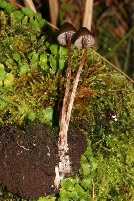 Image of Psilocybe fagicola R. Heim & Cailleux 1959