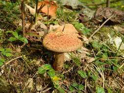 Image of Clinton’s boletus