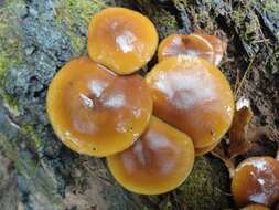 Image of Galerina