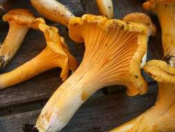 Image of Cantharellus formosus Corner 1966