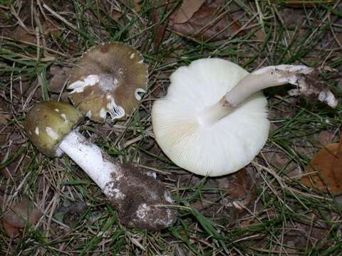 Image of Amanita