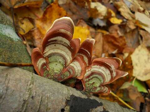 Image of Stereaceae