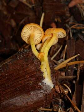 Image de Chrysomphalina aurantiaca (Peck) Redhead 1987