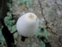 Plancia ëd Leucocoprinus