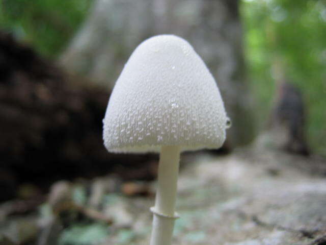 Image of Leucocoprinus