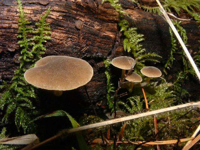 Image de Simocybe