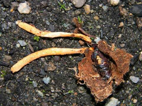 Image of Cordyceps