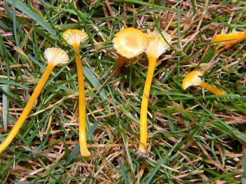 Image de Hygrocybe