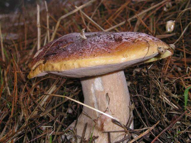 Image of Boletus