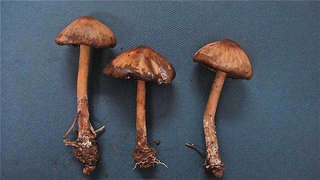 Image de Psilocybe caerulescens Murrill 1923