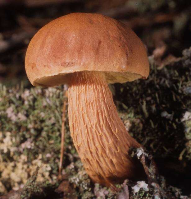 Image of Aureoboletus projectellus (Murrill) Halling 2015